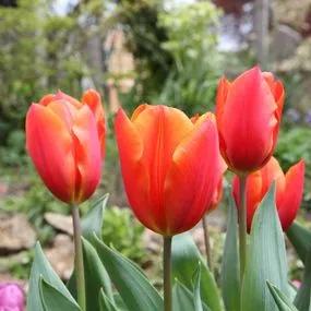 Veronique Sanson Tulip (Tulipa Veronique Sanson) Img 3